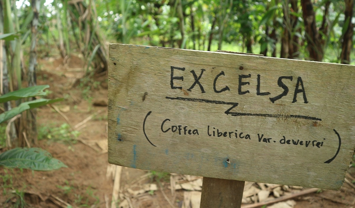Excelsa