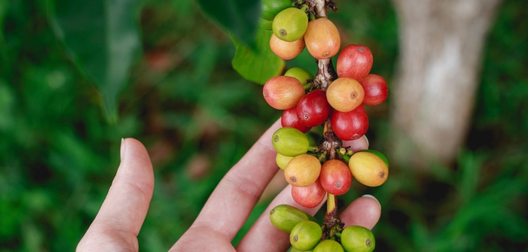 Coffea: Ανακάλυψε το δέντρο του καφέ