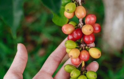 Coffea: Ανακάλυψε το δέντρο του καφέ